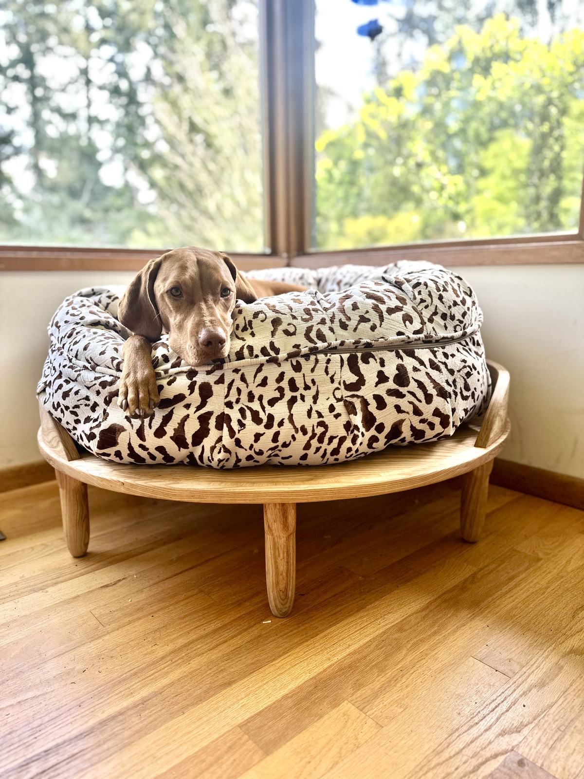 dog bed